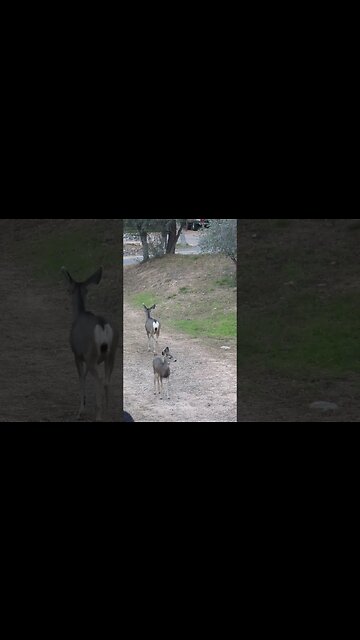 a mom and her baby deer