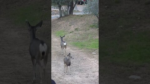 a mom and her baby deer