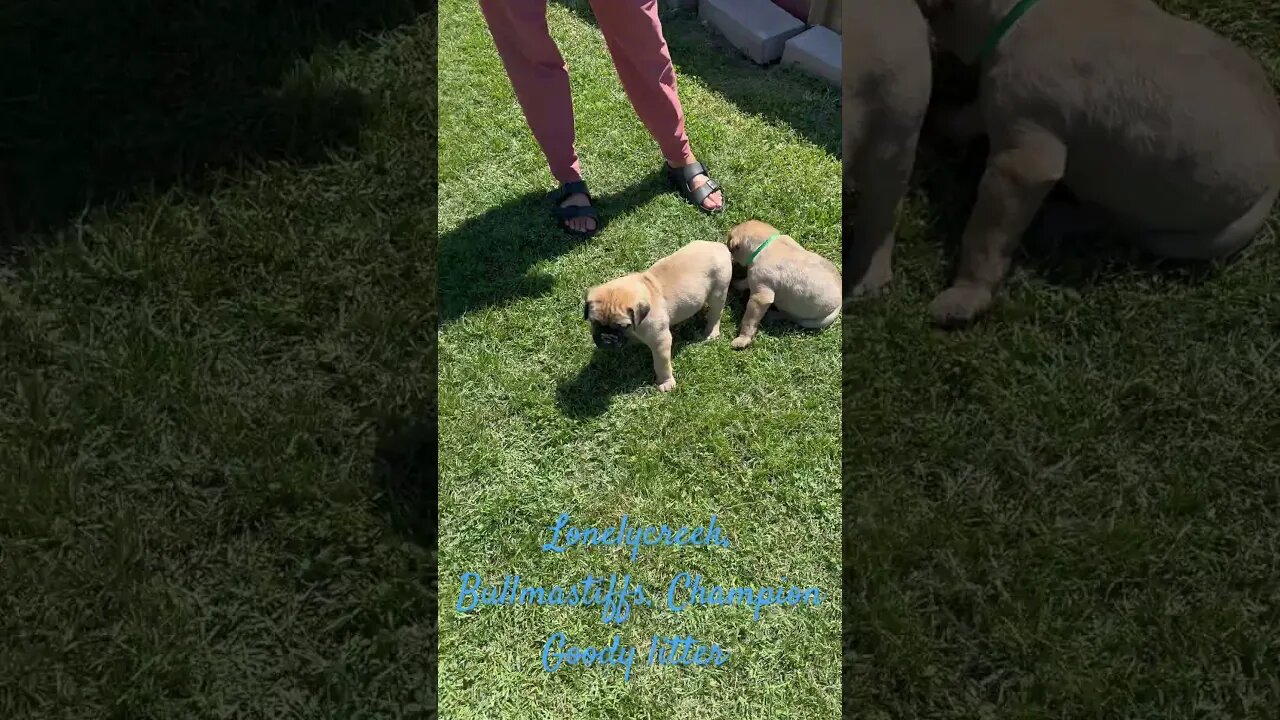 Lonelycreek, Bullmastiffs, CH Goody litter, #CutePuppy #BullmastiffPuppy 