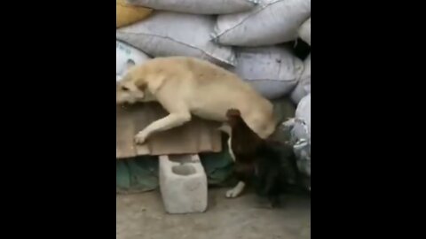 Chicken VS Dog Fight Scene