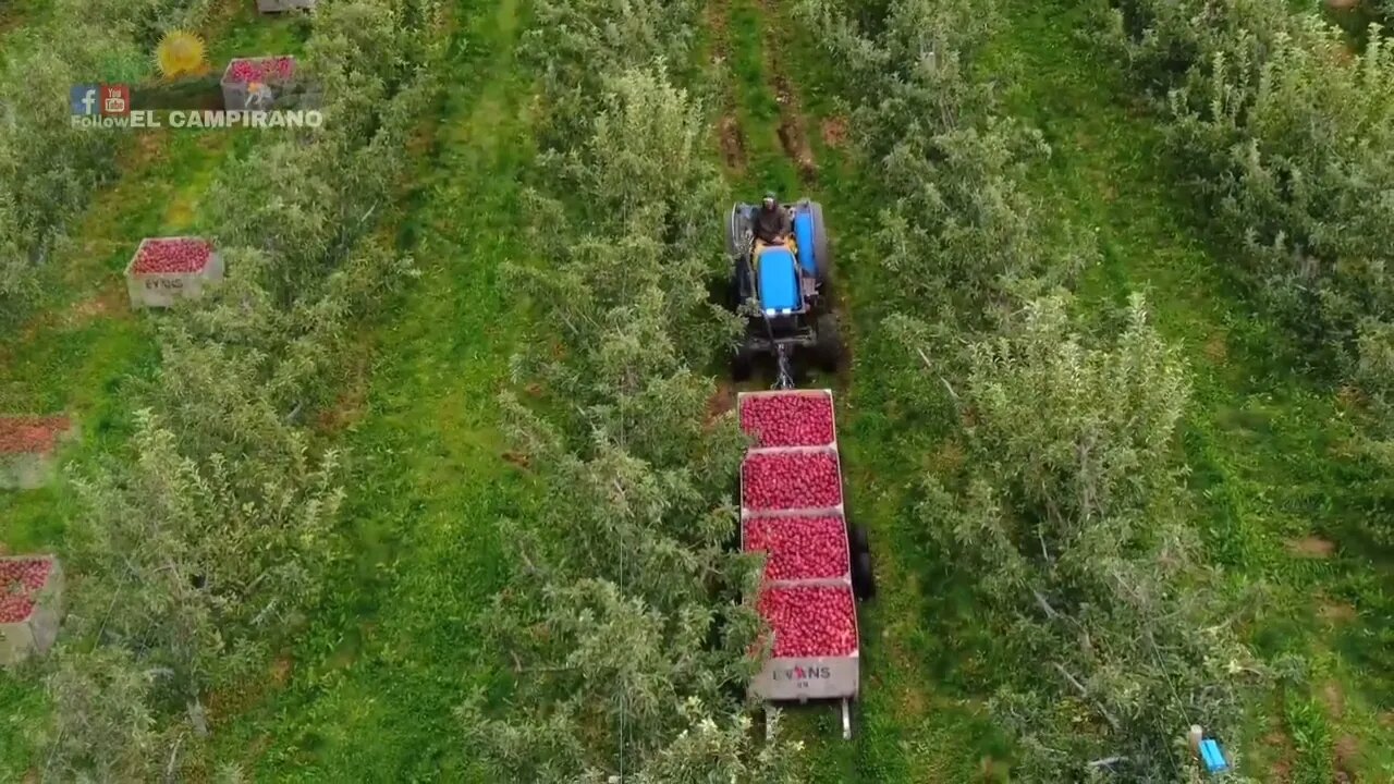 THE MOST BIGGEST APPLE FARM