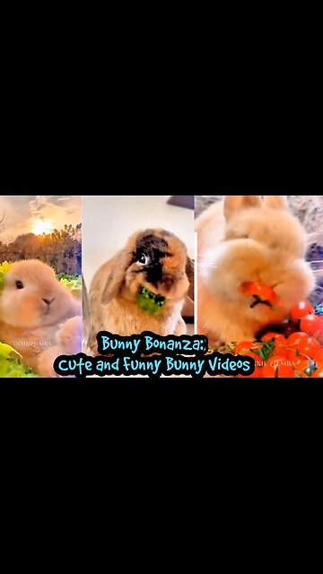 Bunny Bonanza: Cute and Funny Bunny Videos