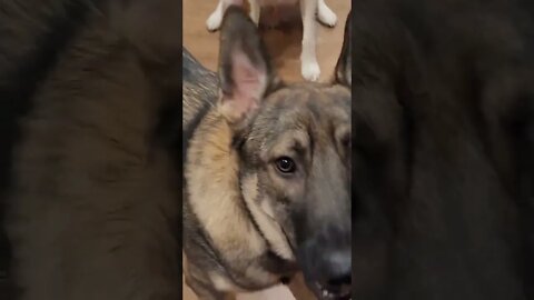 Dogs are hungry and ready for walks!