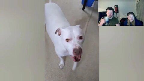 We REACT To Dogs Being FUNNY Compilation