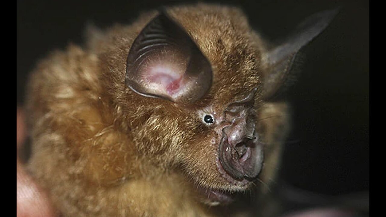 Rhinolophus Ziama