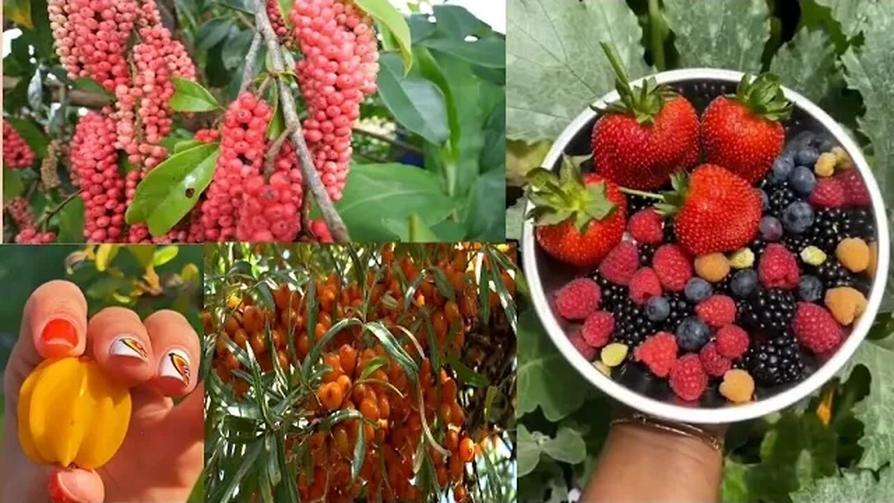 How Colorful beautiful fruits🥑 and natural vegetables 🍆 रंगीन सुंदर फल और प्राकृतिक सब्जियां |sft 40
