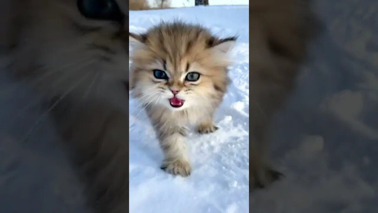 #shorts Смешные Коты Из Тик Тока 235 Funny Cats From Tiktok