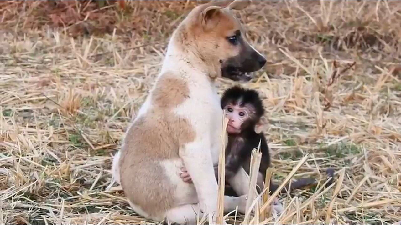 So Cute! Baby Monkey Loves Puppy