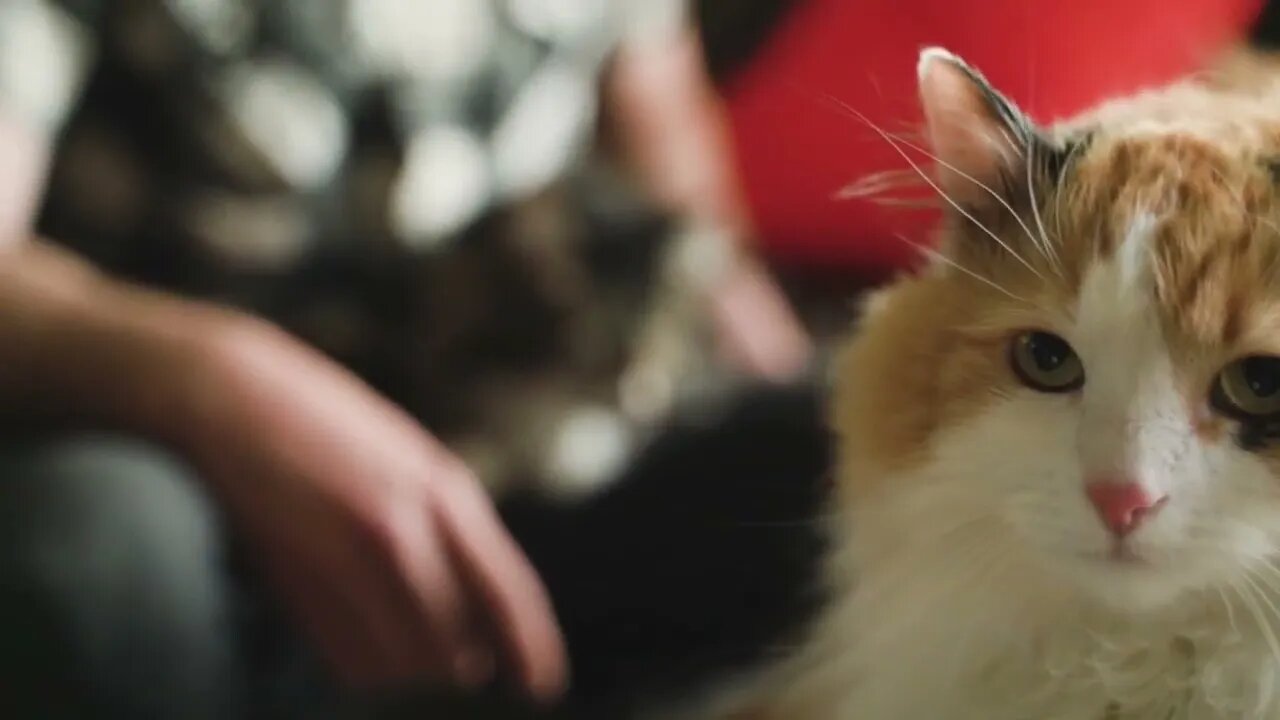 #catlover #foryou