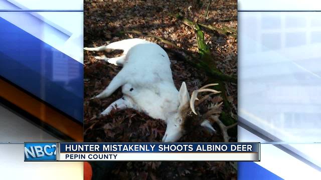 Albino deer accidentally shot in Pepin County