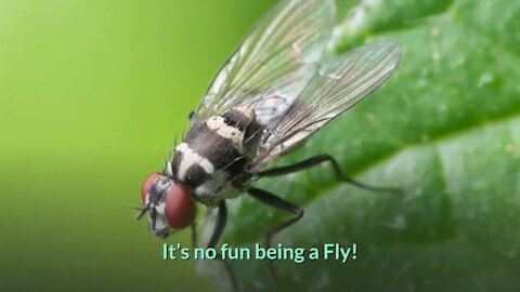IT'S NO FUN BEING A FLY! (Very FUNNY!!)
