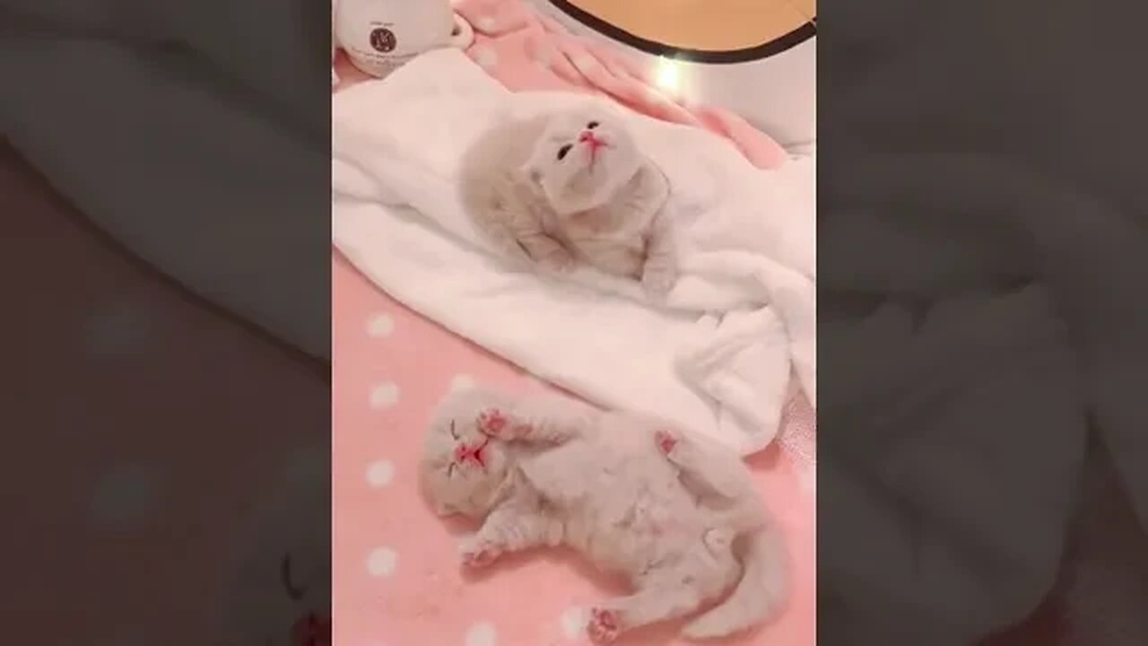 PLAYING CAT VIDEO MEAWWW