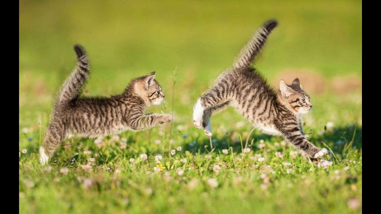 Tom and Jerry😻😻😻