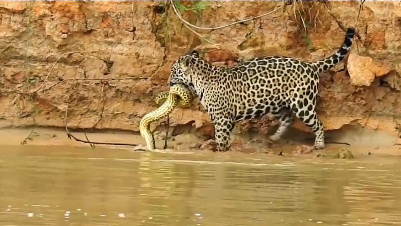 Jaguar Vs Anaconda