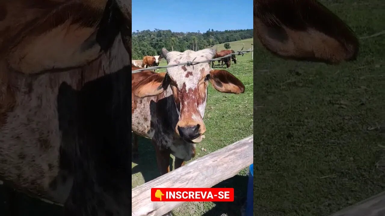 Tereza só de olho em quem chega #shorts #roça #fazenda #sitio #vaca #boi #sp #animals #interior #tik