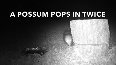 A Possum Pops In Twice