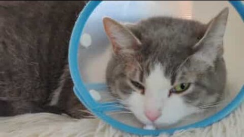 Cat with pet cone can't wash