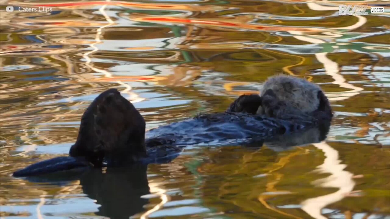 Ces amours de loutre