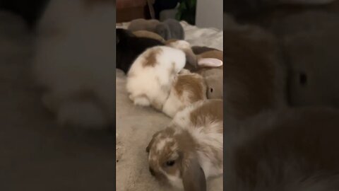 So Many Bunnies 🐰