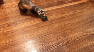 Adorable ferret vs. a battle tank