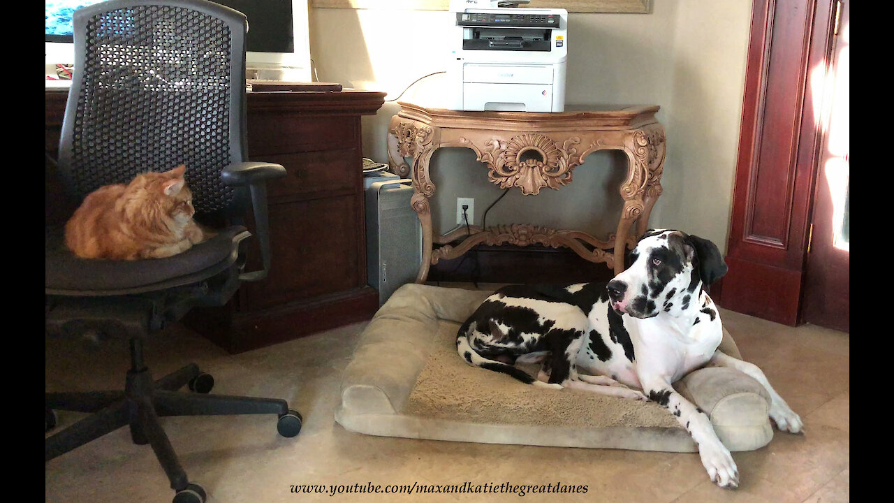 Funny Great Dane Resists Temptation To Pester The Cat ~ Home Schooling