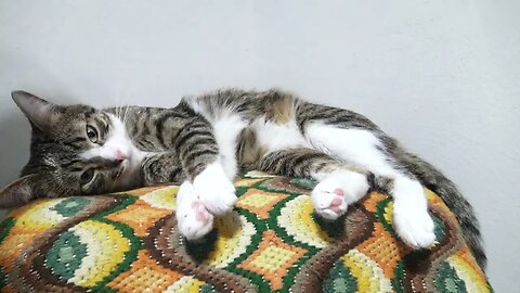 Why Did U Stop Petting Me Human?