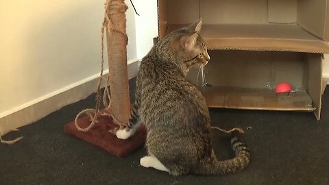 A Playful Cat