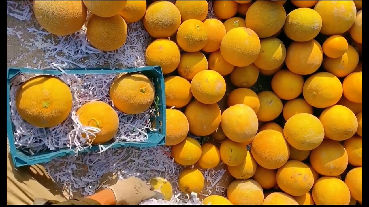 Melon packaging