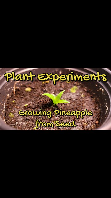 Growing Pineapple from Seed! (1 Month Update)