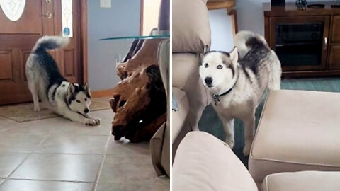 Siberian husky excited when owner gets home