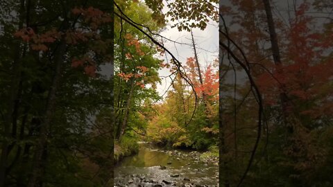 Relaxing Nature Sound |Wilket Creek Water Sound & Fall Colours |Wilket Creek Trail |Toronto, ON 🇨🇦