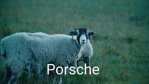 I need Porsche