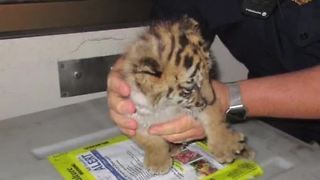 Teen attempts to smuggle tiger across border