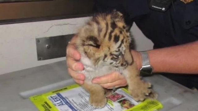 Teen attempts to smuggle tiger across border