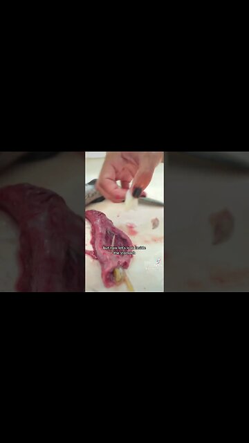 Inside the Stomach of Blackfin Tuna caught on Drift Boat #shorts #shortvideo