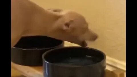 dog drinking water