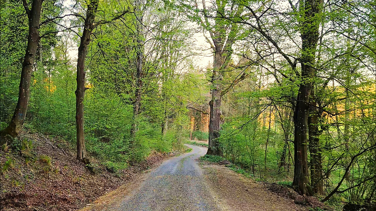 The Castle's Brickyard Remains - ASMR Virtual Forest Walk Nature Sounds No Music