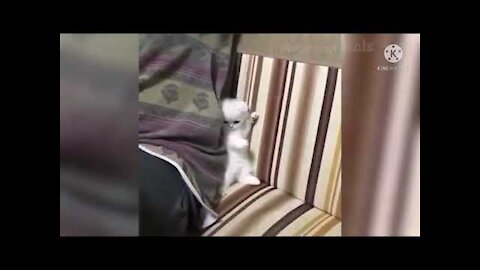 Cute And Funny Pets Try Not To Laugh To These Pets Compilation 33 @anupctg