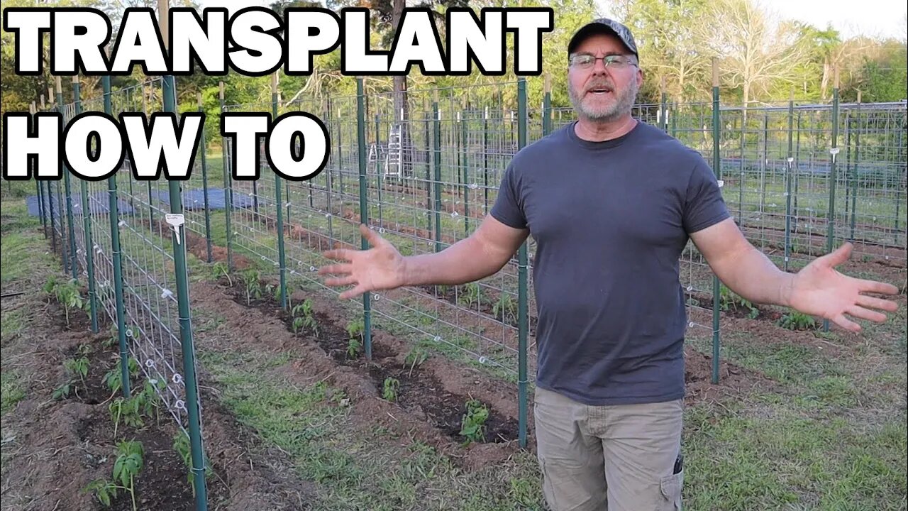 How to transplant tomato, pepper, and eggplants to your garden