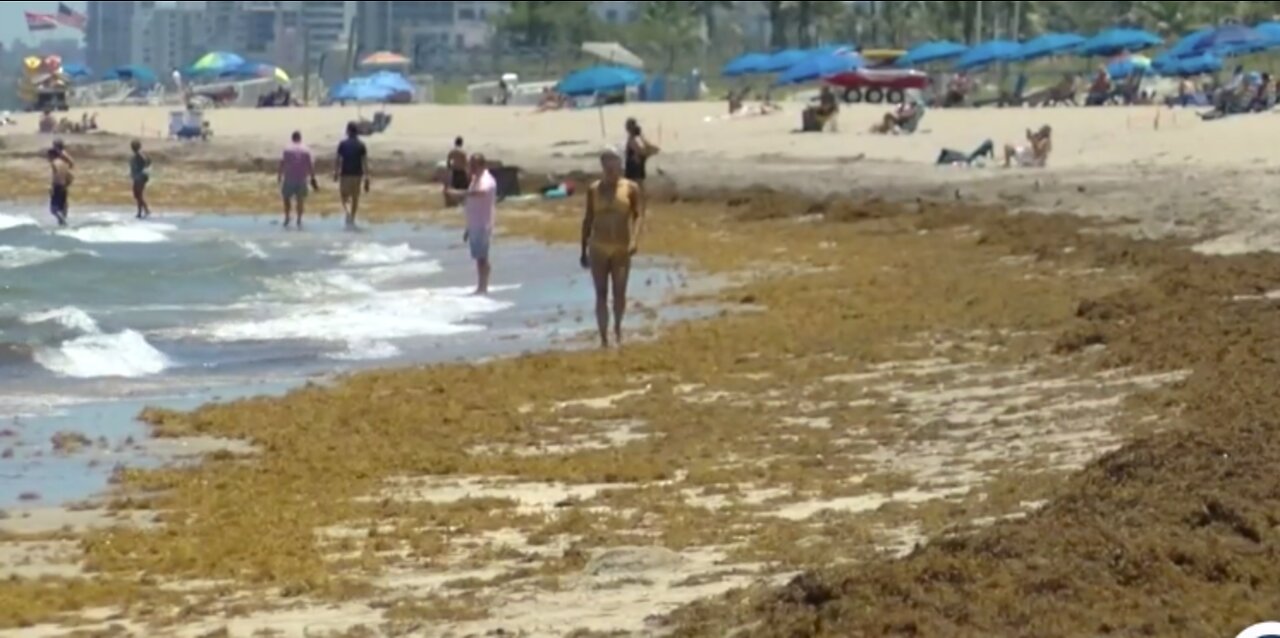 Unsightly seaweed spoiling beach day