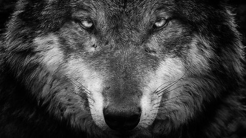 Wolf Looking Around