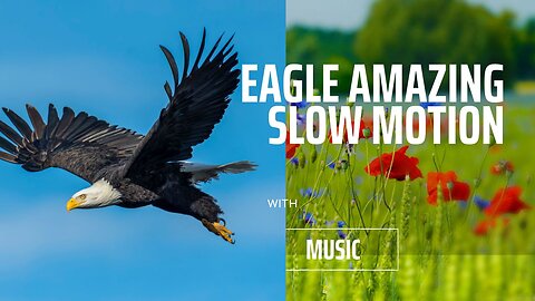 eagle amazing slow motion