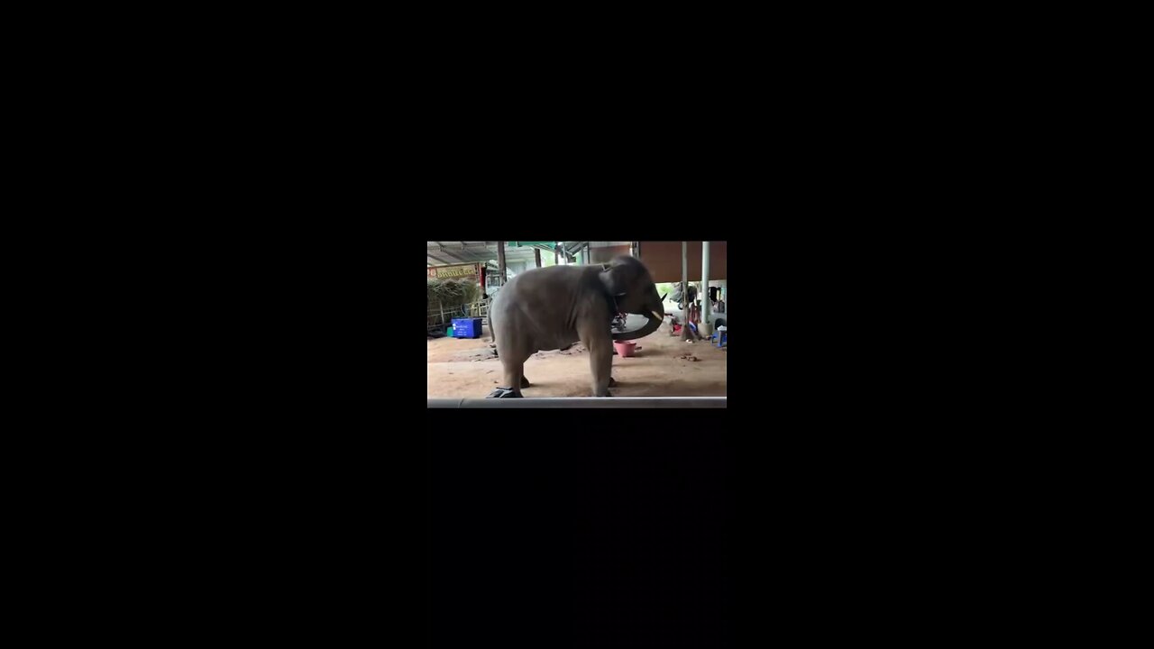 Elephant Dance