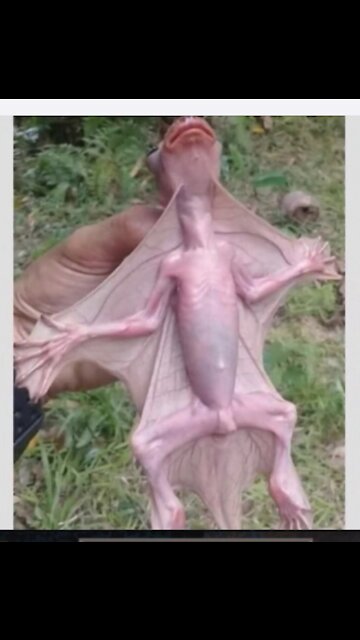 Baby dragons and zombies