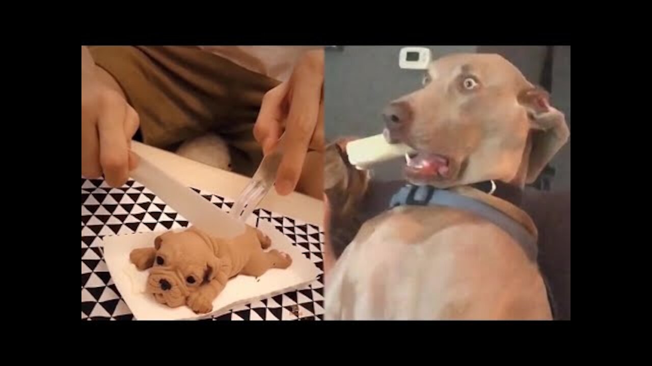 Super Funny Dog Videos 2021 must watch (REALLY FUNNY)