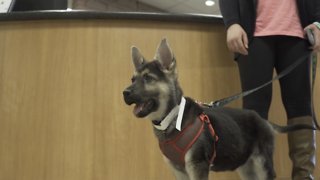 Heart surgery proves unsuccessful for puppy who came to Colorado from Washington