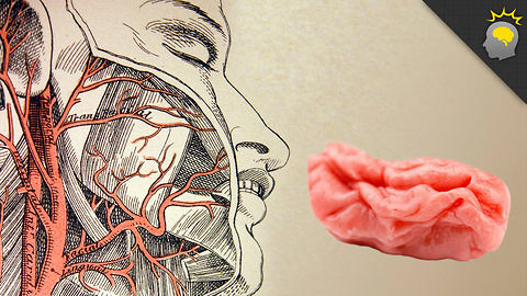 Stuff to Blow Your Mind: Your Brain on Gum - Science on the Web