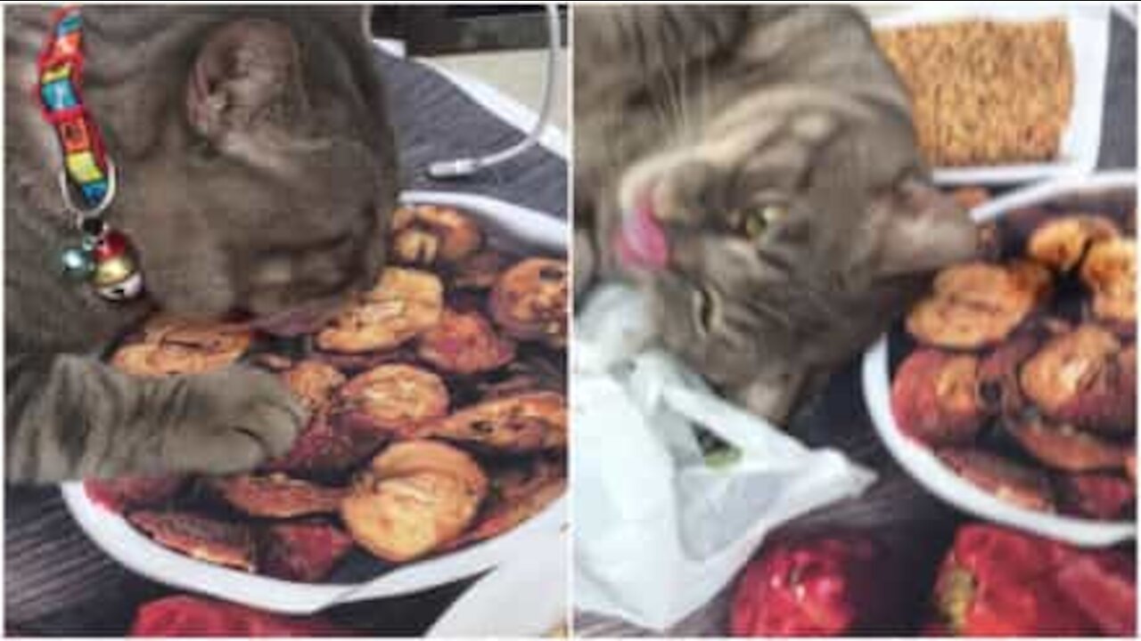 Gatto goloso scambia una tovaglietta per una dose di cibo