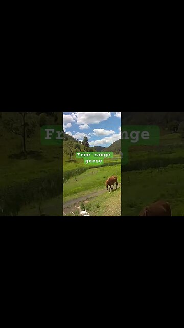 Free range geese