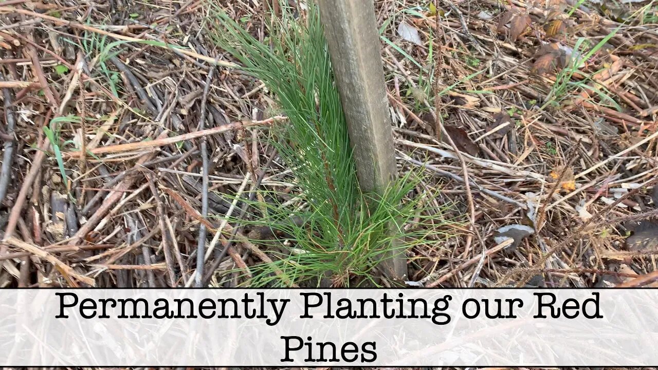 Finally Planting Our First Trees on the Property